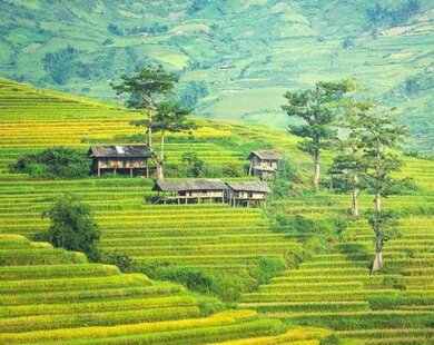 Miền sơn cước giữa mùa vàng Sa Pa qua góc nhìn của nghệ sĩ Việt