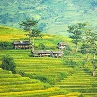 Miền sơn cước giữa mùa vàng Sa Pa qua góc nhìn của nghệ sĩ Việt